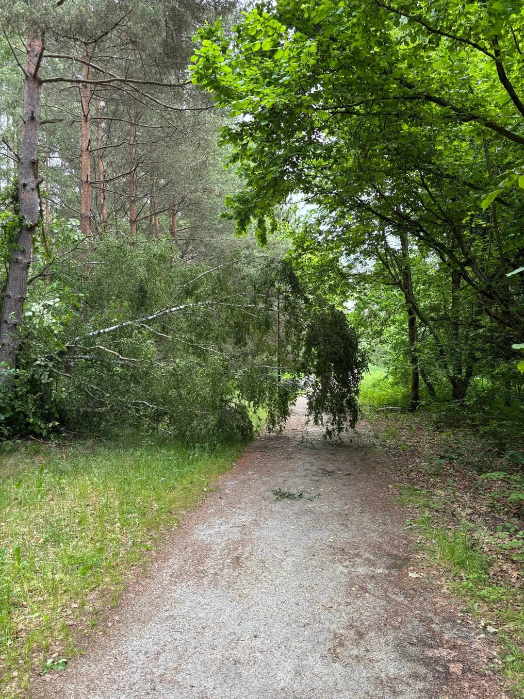 OSP Debrzno: 15 interwencji i desiatki akcji społecznych w czerwcu — zdjęcie 7